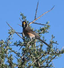 Saltatricula multicolor