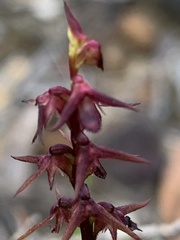 Genoplesium filiforme