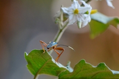 Lucullia flavovittata