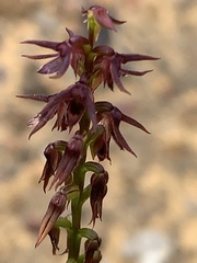 Genoplesium filiforme