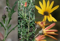 Arctotis schlechteri