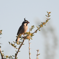 Lophospingus pusillus