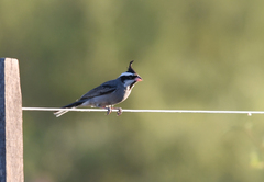 Lophospingus pusillus