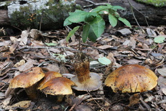 Cortinarius ponderosus