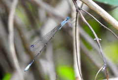 Labidiosticta vallisi