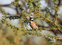 Lophospingus pusillus
