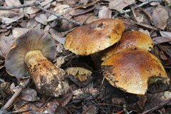 Cortinarius ponderosus