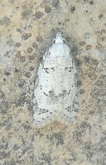 Eana canescana