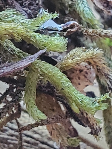 Palamocladium wilkesianum observed 2023-01-16