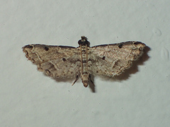 Sufetula