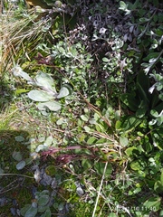 Poa novae-zelandiae