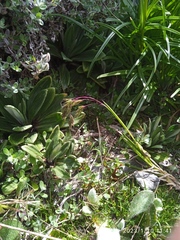 Poa novae-zelandiae