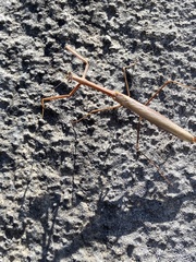 Archimantis latistyla