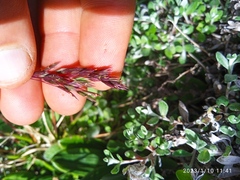 Poa novae-zelandiae