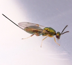 Torymidae