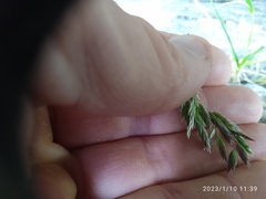 Poa novae-zelandiae