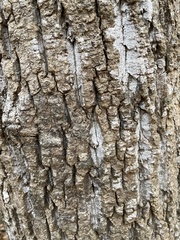 Liriodendron tulipifera
