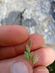 Poa novae-zelandiae