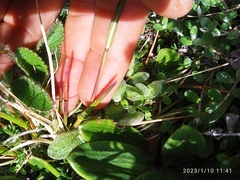Poa novae-zelandiae