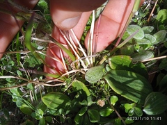 Poa novae-zelandiae