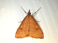 Mnesictena flavidalis