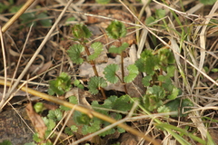 Glechoma hederacea