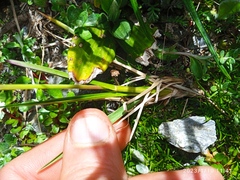 Poa novae-zelandiae