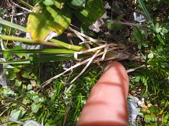 Poa novae-zelandiae