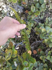 Polypodium pellucidum