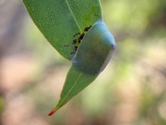 Cymbacha