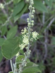 Croton lachnostachyus