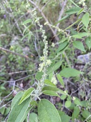 Croton lachnostachyus