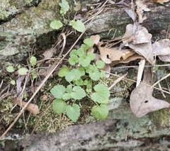 Lamium
