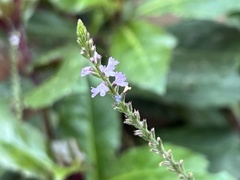 Verbena officinalis