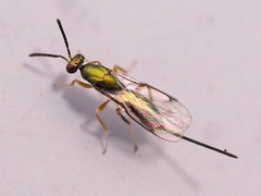 Torymidae