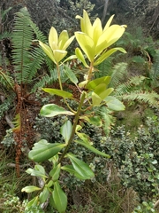 Myrsine lessertiana