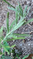 Lavandula dentata