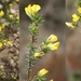 Grand Juniper Capegorse - Photo (c) gerhardmalan, some rights reserved (CC BY-NC)