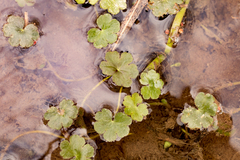 Hydrocotyle ranunculoides