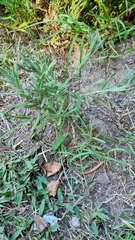Lavandula dentata