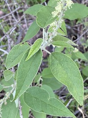 Croton lachnostachyus
