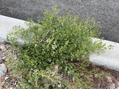 Fagonia pachyacantha