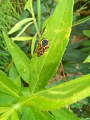 Graptostethus servus