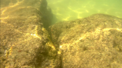Thalassoma lucasanum