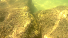 Thalassoma lucasanum