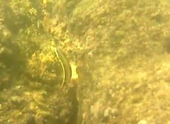 Thalassoma lucasanum