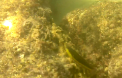 Thalassoma lucasanum