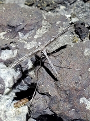 Anstenoptilia marmarodactyla