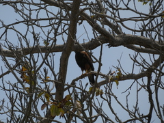 Parabuteo unicinctus