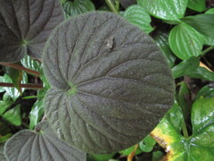 Peperomia pubirhachis